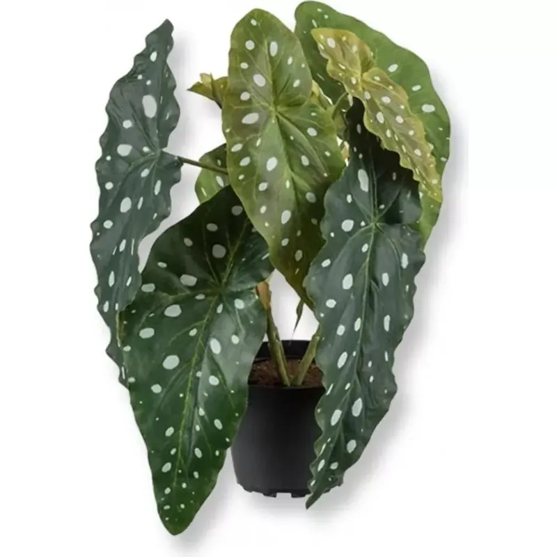 Extra rabatt Forell begonia konstväxt grön - Inredning