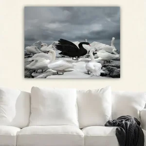 Canvastavla 70x100 cm - Svart svan omgiven av flera vita svanar på en stenig strand - Inredning & dekor Populär