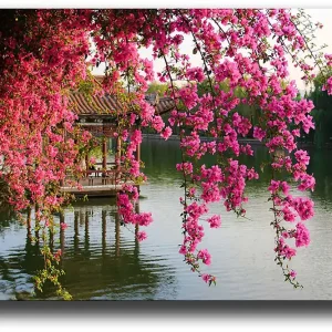 Sista chansen Canvastavla 70x100 cm - Vacker vy med blommande bougainvillea som hänger över en stilla sjö och en traditionell paviljong i bakgrunden - Inredning & dekor