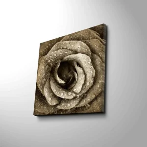 Canvastavla 45x45 cm - Detaljerad ros med vattendroppar - Inredning & dekor Begränsat antal