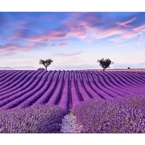 Billigare Canvastavla 70x100 cm - Vacker lavendelfält med mjuka, vågiga rader av lavendelblommor under en klar himmel - Inredning & dekor