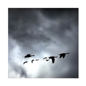 Canvastavla 45x45 cm - Flock av flygande fåglar mot en dramatisk himmel Svart / Grå - Inredning Endast denna vecka