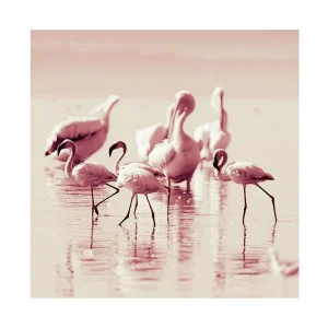 Snabb leverans Canvastavla 45x45 cm - Flamingor som vandrar i grunt vatten Rosa / Vit - Inredning