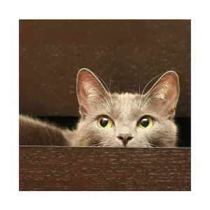 Canvastavla 45x45 cm - Nyfiken katt som tittar fram bakom en låda Grå / Gulgrön - Inredning Reapris