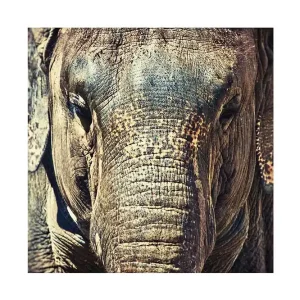 Erbjudande Canvastavla 45x45 cm - Närbild av en elefants ansikte med detaljerad textur Grå / Brun / Beige - Inredning