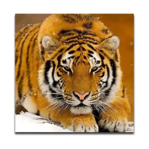 Canvastavla 45x45 cm - Tiger som ligger på snön med intensiv blick Orange / Svart / Vit - Inredning Kampanj
