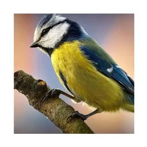 Trygg betalning Canvastavla 45x45 cm - Blåmes på en gren Blå / Gul / Vit - Inredning