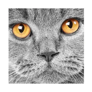 Begränsat erbjudande Canvastavla 45x45 cm - Närbild av en grå katt med uttrycksfulla ögon Grå / Orange - Inredning