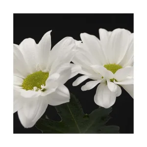 Canvastavla 45x45 cm - Vackra vita blommor med gröna mittpunkter Vit / Grön - Inredning Extra rabatt