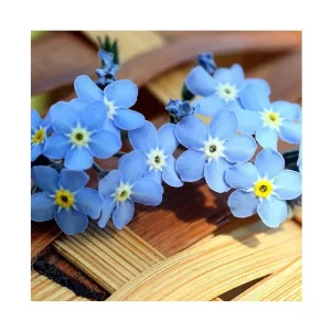 Canvastavla 45x45 cm - Blomsterarrangemang av förgätmigej-blommor Ljusblå / Gul / Vit - Inredning Snabb frakt