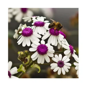 Canvastavla 45x45 cm - Blomsterarrangemang med vita blommor och lila mittar Vitt / Lila - Inredning Endast idag