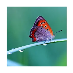 Canvastavla 45x45 cm - Färgglad fjäril på ett grönt blad Orange / Lila / Grå - Inredning Kampanjpris