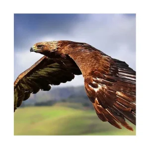 Canvastavla 45x45 cm - Fjäderprydd örn i majestätisk flykt Mörkbrun / Ljusbrun / Svart - Inredning Beställ nu