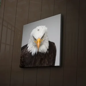Handla nu Canvastavla med LED-belysning 40x40 cm - Ståtlig havsörn med intensiv blick Vit / Brun / Orange - Inredning