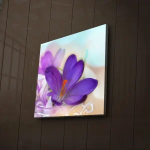 Endast denna vecka Canvastavla med LED-belysning 40x40 cm - Vacker krokusblomma i lila nyanser Lila / Orange / Grön - Inredning