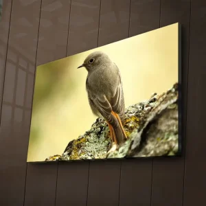 Nyhet Canvastavla med LED-belysning 45x70 cm - Fågel som sitter på en sten med en mjuk bakgrund Grå / Orange / Beige - Inredning
