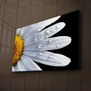 Erbjudandepris Canvastavla med LED-belysning 45x70 cm - Närbild av en prästkrage med droppar av vatten på bladen Vit / Gul - Inredning