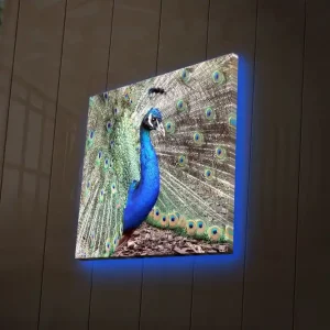 Extra rabatt Canvastavla med LED-belysning 40x40 cm - Praktfull påfågel med utbrett stjärtfjäderdräkt Blå / Grön / Brun - Inredning