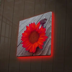 Sista chansen Canvastavla med LED-belysning 40x40 cm - Solros med intensiva röda och orangea blad Röd / Orange - Inredning