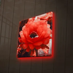 Canvastavla med LED-belysning 40x40 cm - Storslagen röd kaktusblomma i full blomning Röd / Grå - Inredning Rabatter