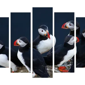 Stor Canvastavla i 5 delar 105x70 cm - Grupp av lunnefåglar på klippkant Svart / Vitt / Orange - Inredning Erbjudande