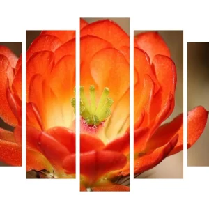 Stor Canvastavla i 5 delar 105x70 cm - Färgglad blomma med djup orangea och röda nyanser Orange / Grön - Inredning Outlet