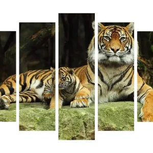 Köp online Stor Canvastavla i 5 delar 105x70 cm - Stolt tiger med unge som vilar på en sten Orange / Svart / Beige - Inredning