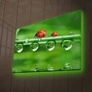 Canvastavla med LED-belysning 45x70 cm - Nyckelpigor på en grön gräslina med vattendroppar Grön / Röd / Transparent - Inredning Beställ idag