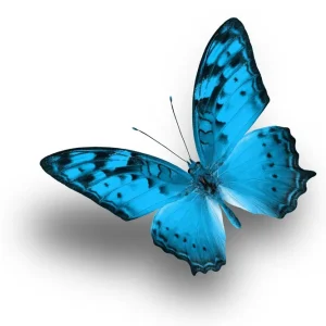 Tavla Blue Butterfly - Inredning & dekor Nyhet