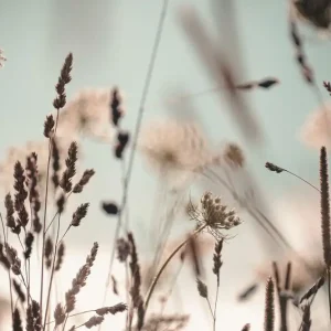Billigare Tavla Dandelion - Inredning & dekor