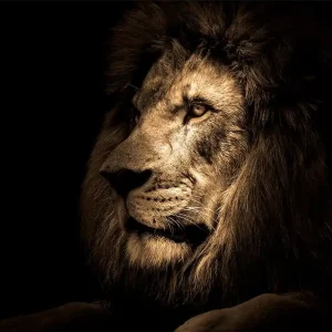 Trygg betalning Tavla Lion - Inredning & dekor