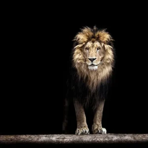 Utförsäljning Tavla Lion - Inredning & dekor