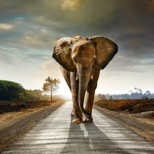 Tavla Elephant - Inredning & dekor Fri frakt